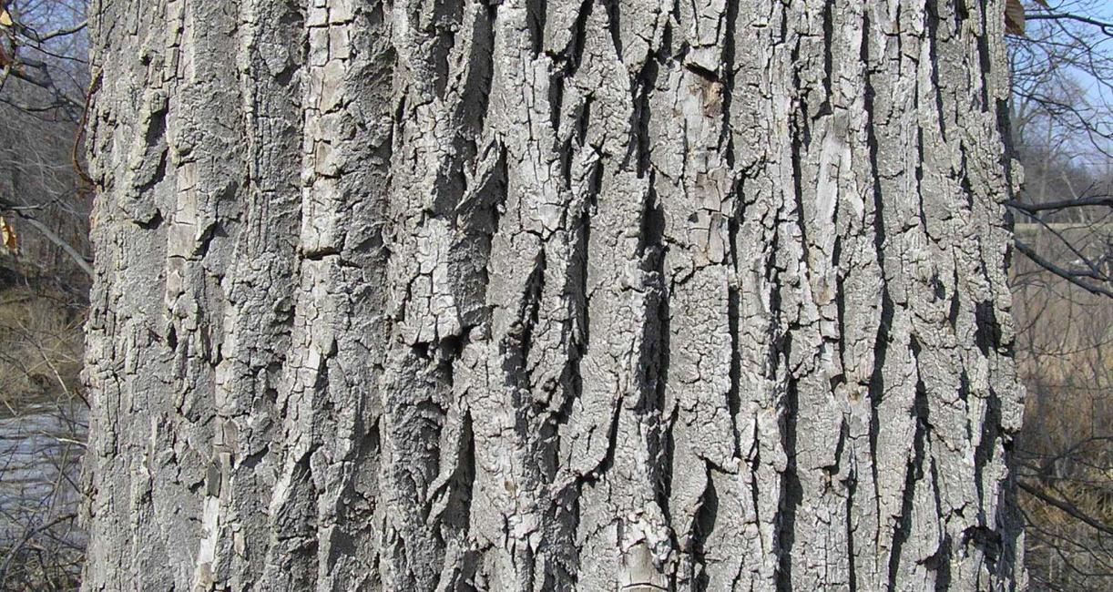 Tree bark
