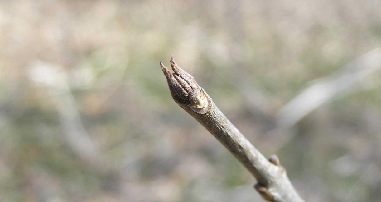 Tree bud