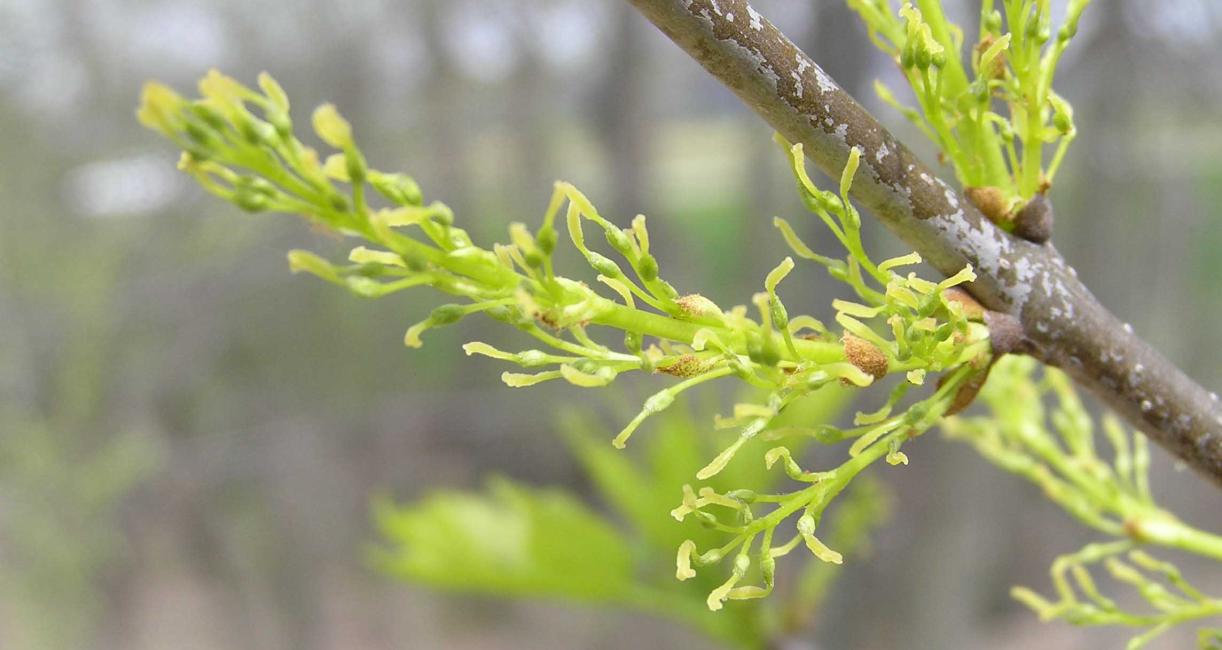 Tree flower
