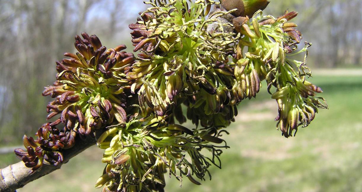 Tree flower