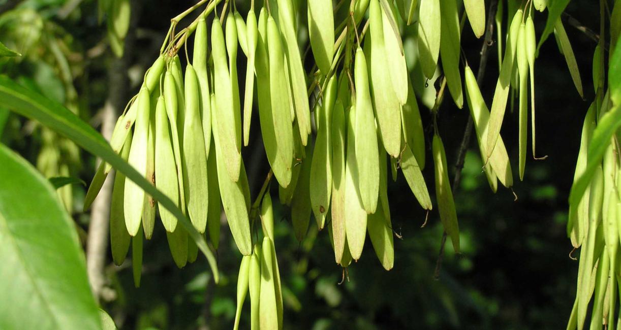 Tree fruit