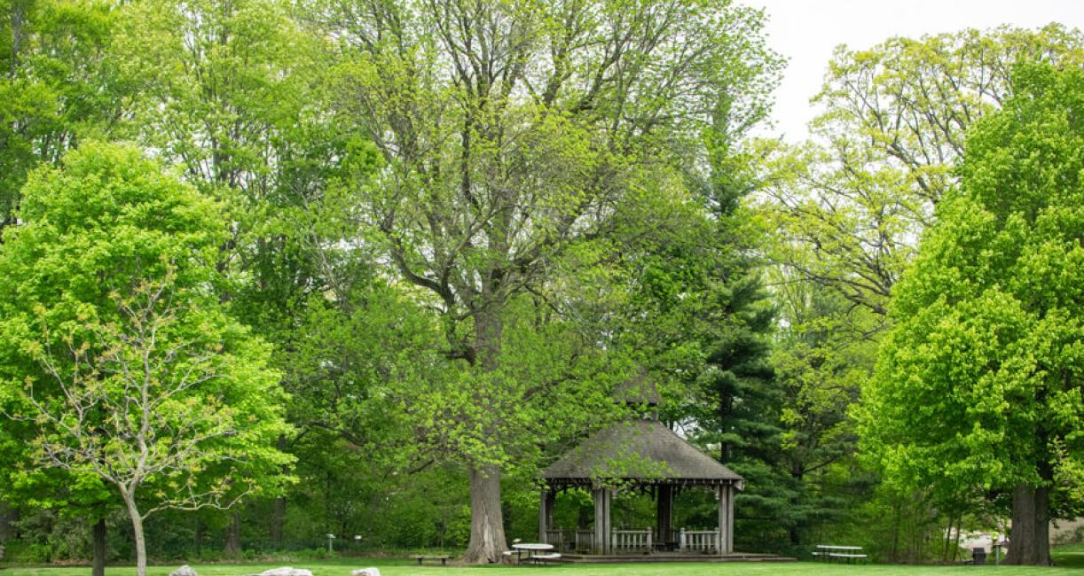 Tree habit