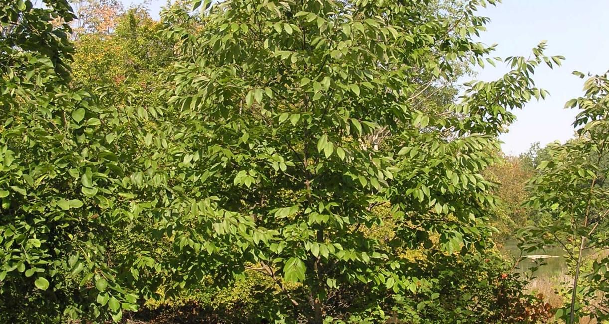 Tree habit