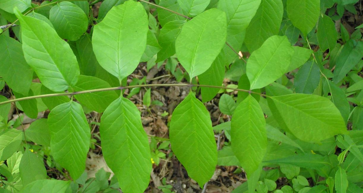 Tree leaves
