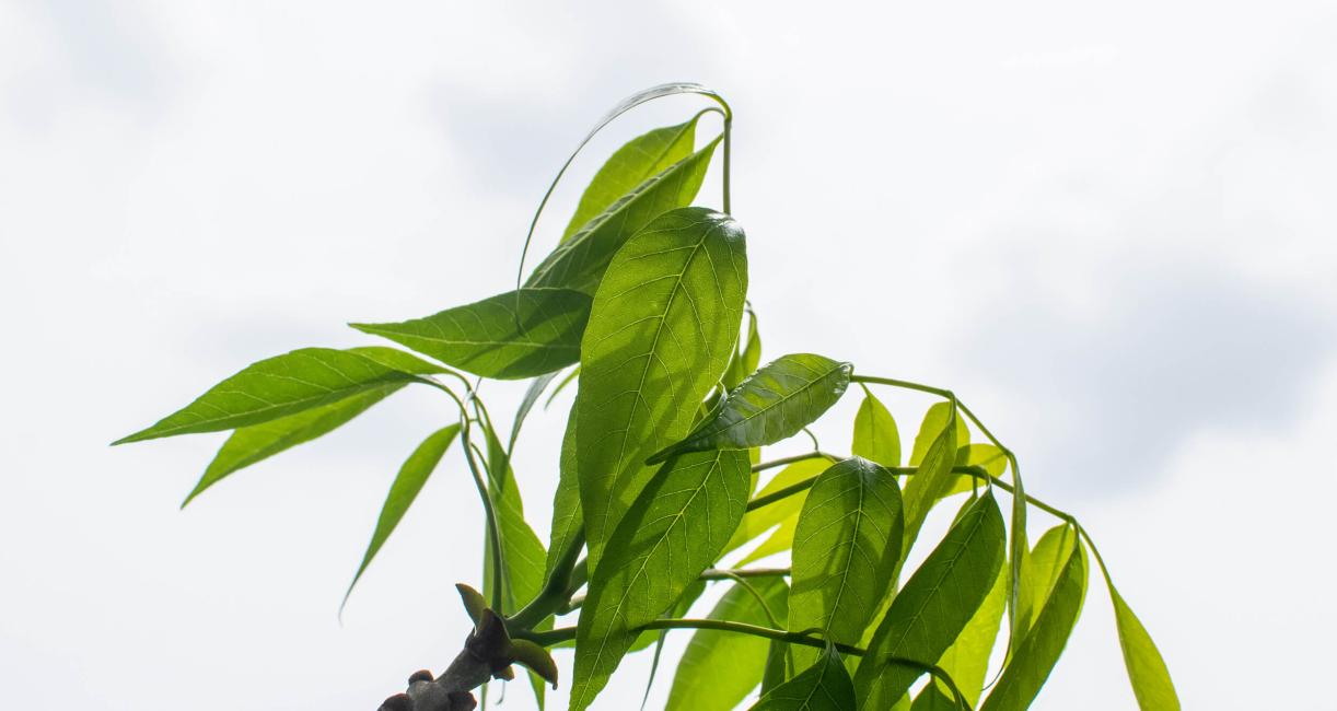 Tree leaves in spring