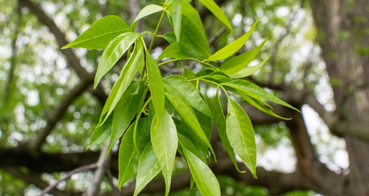 Tree leaves in spring