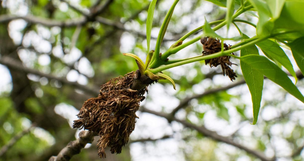 Tree leaves in spring