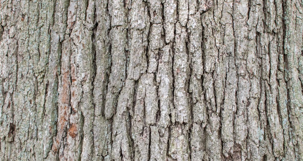 Tree bark