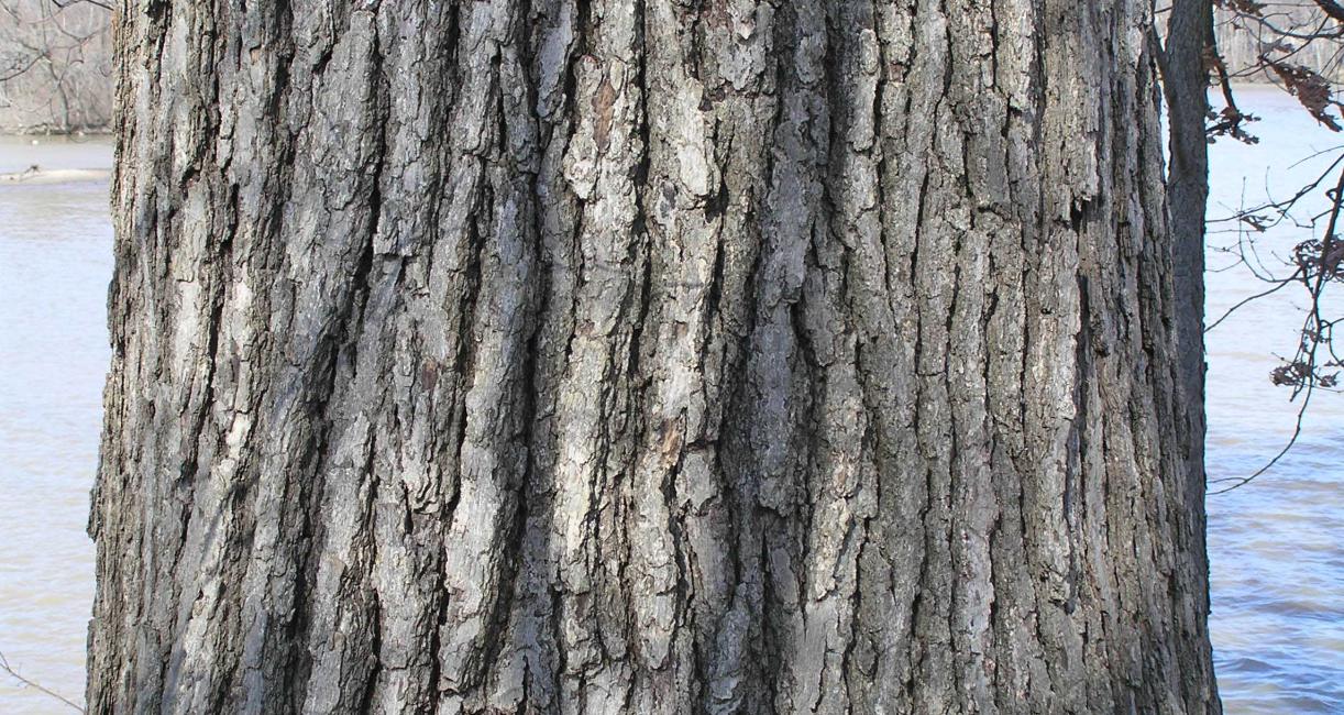 Tree bark