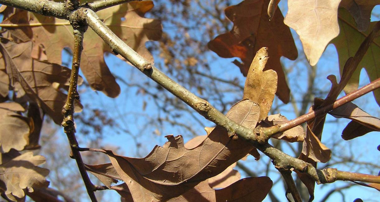Tree branch