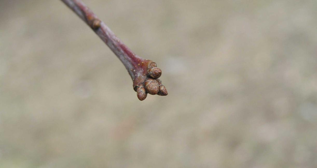 Tree bud