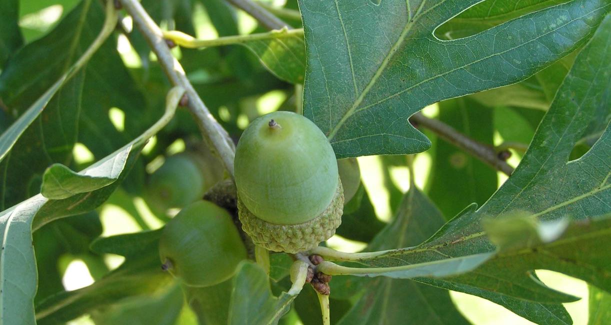 Tree fruit