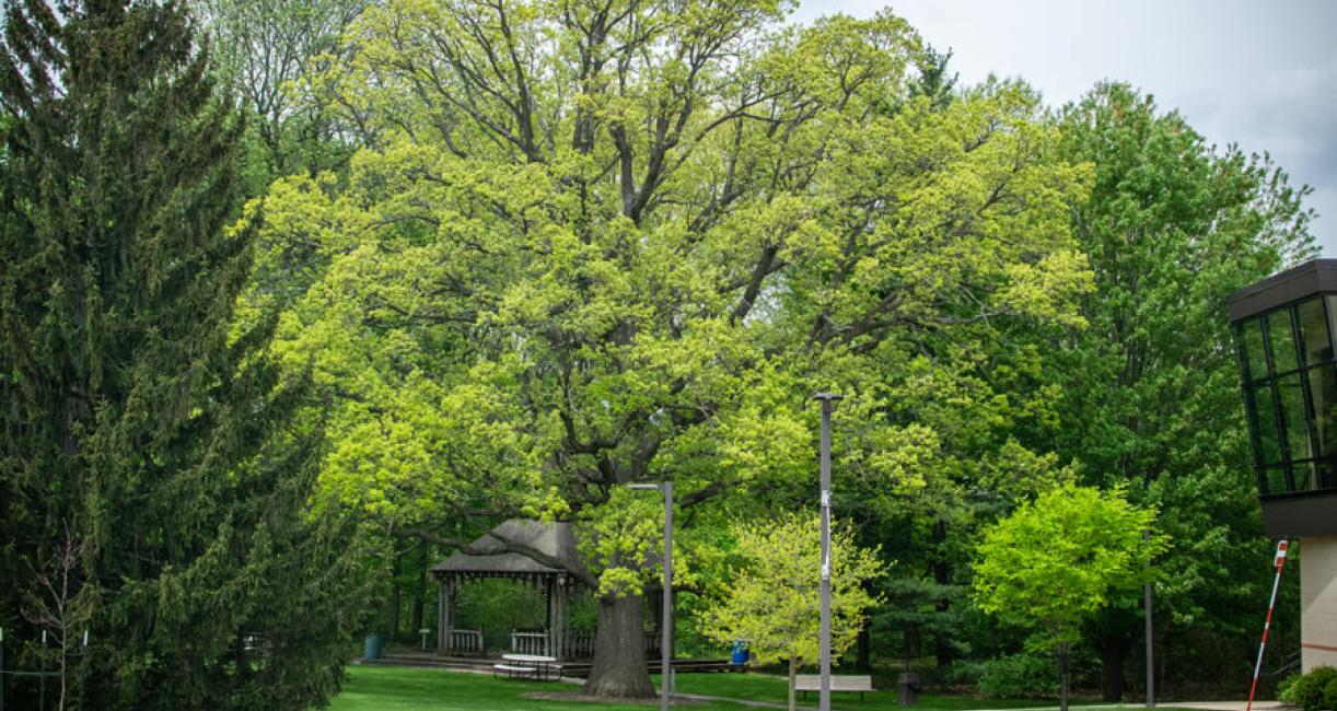 Tree habit
