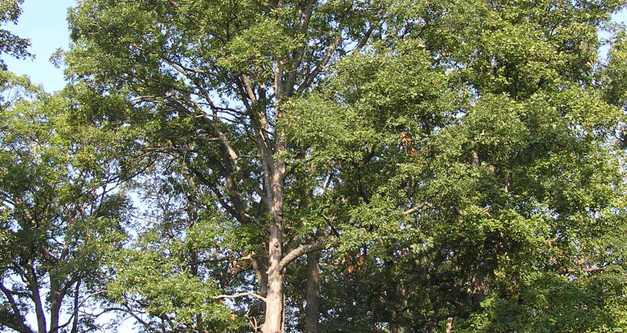 Tree habit