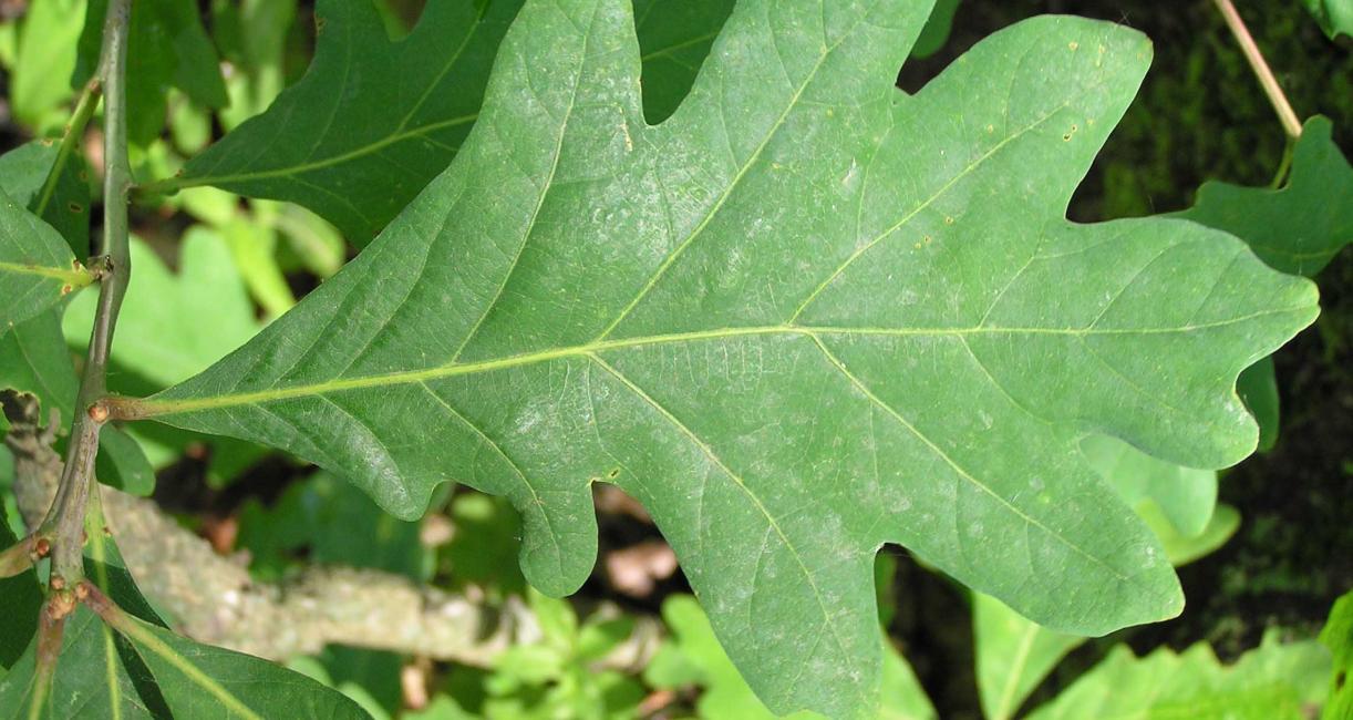 Tree leaves