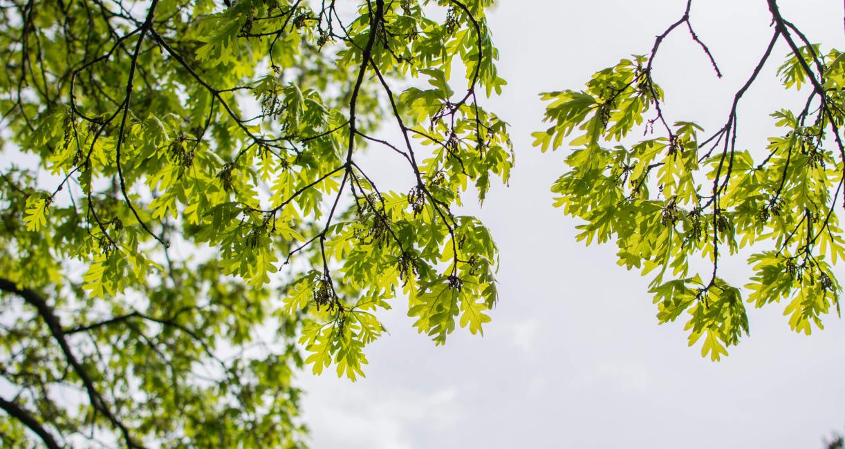 Tree leaves