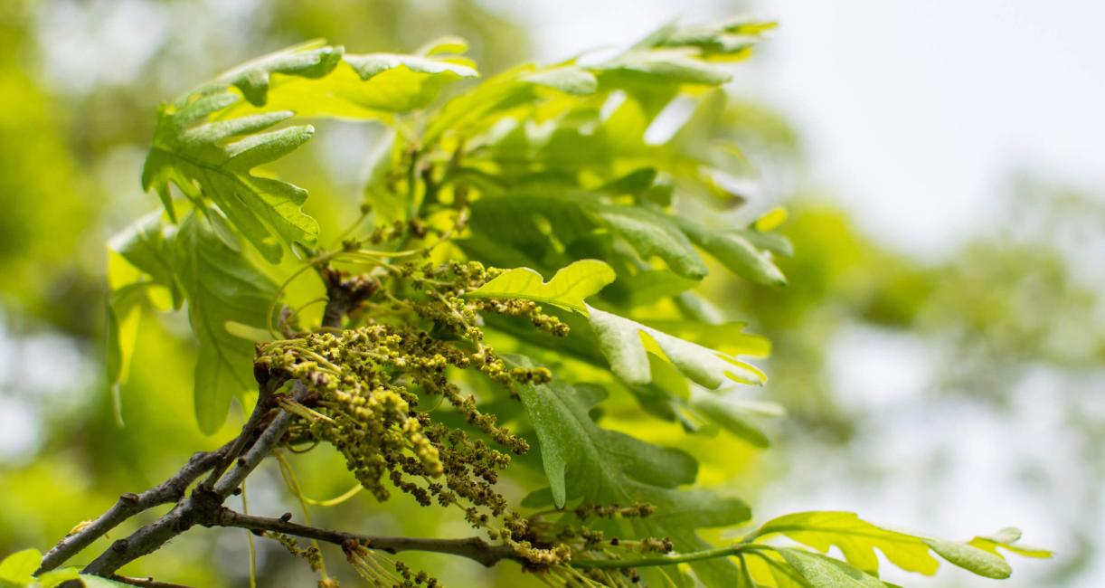 Tree leaves