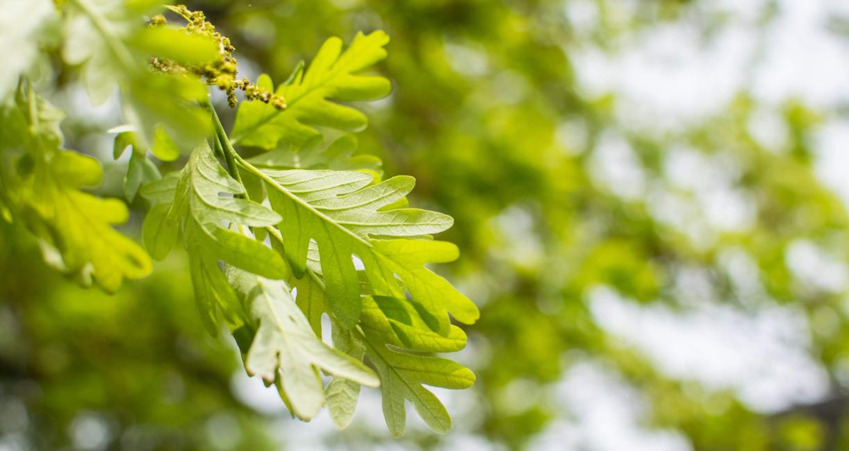 Tree leaves