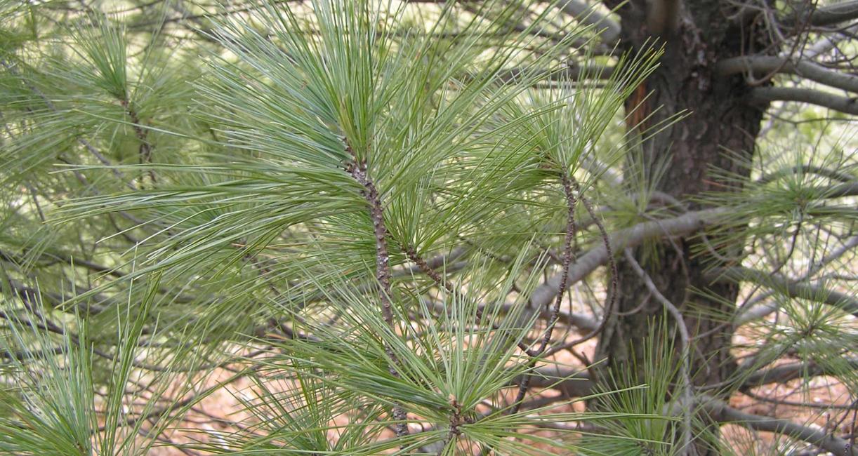 Tree branch