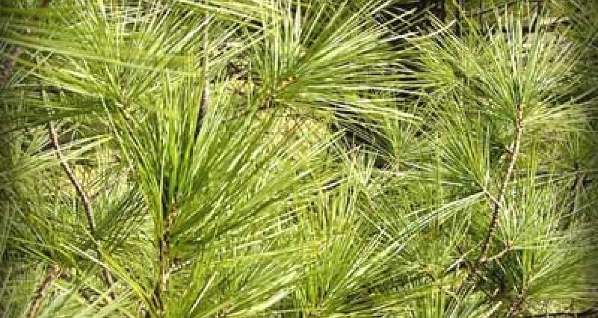 Tree leaves