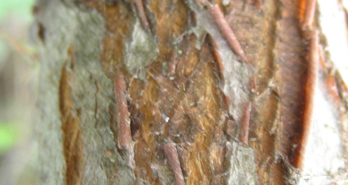 Tree bark