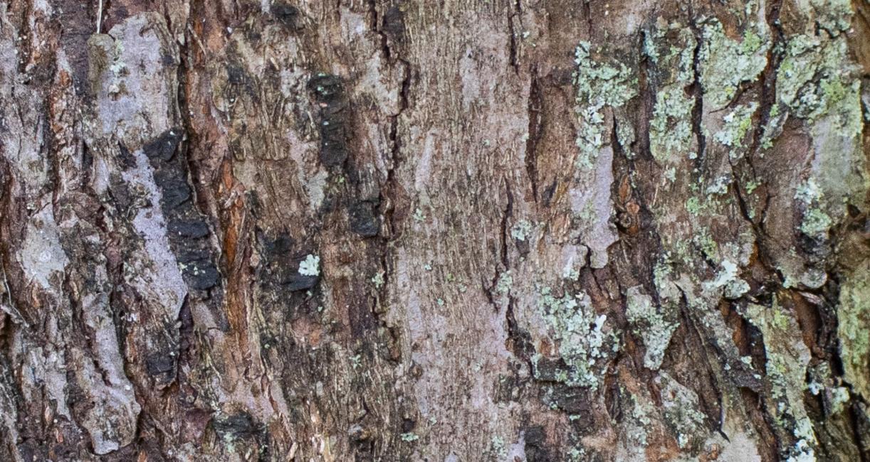 Tree bark