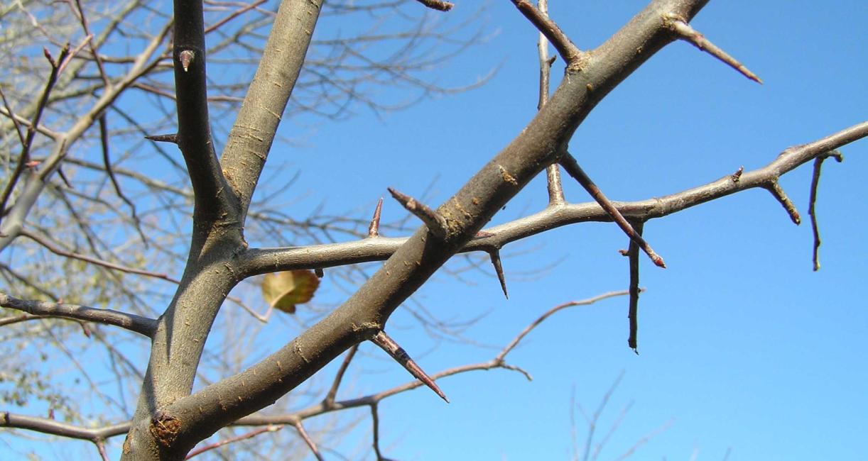 Tree branch