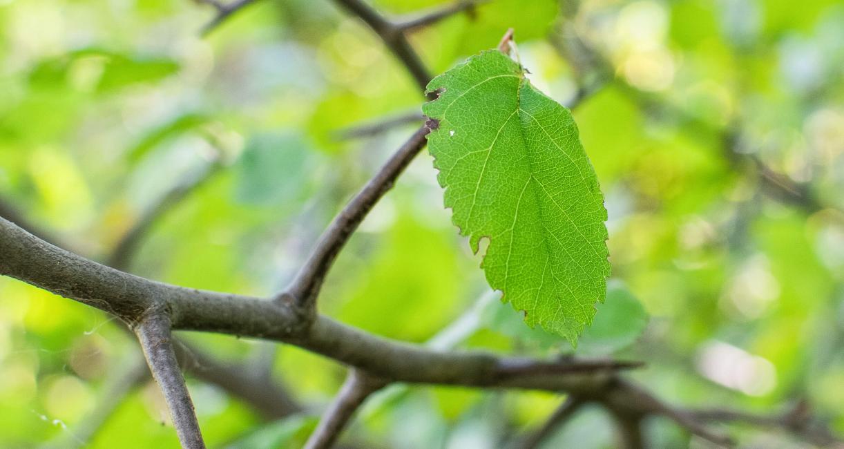 Tree branch