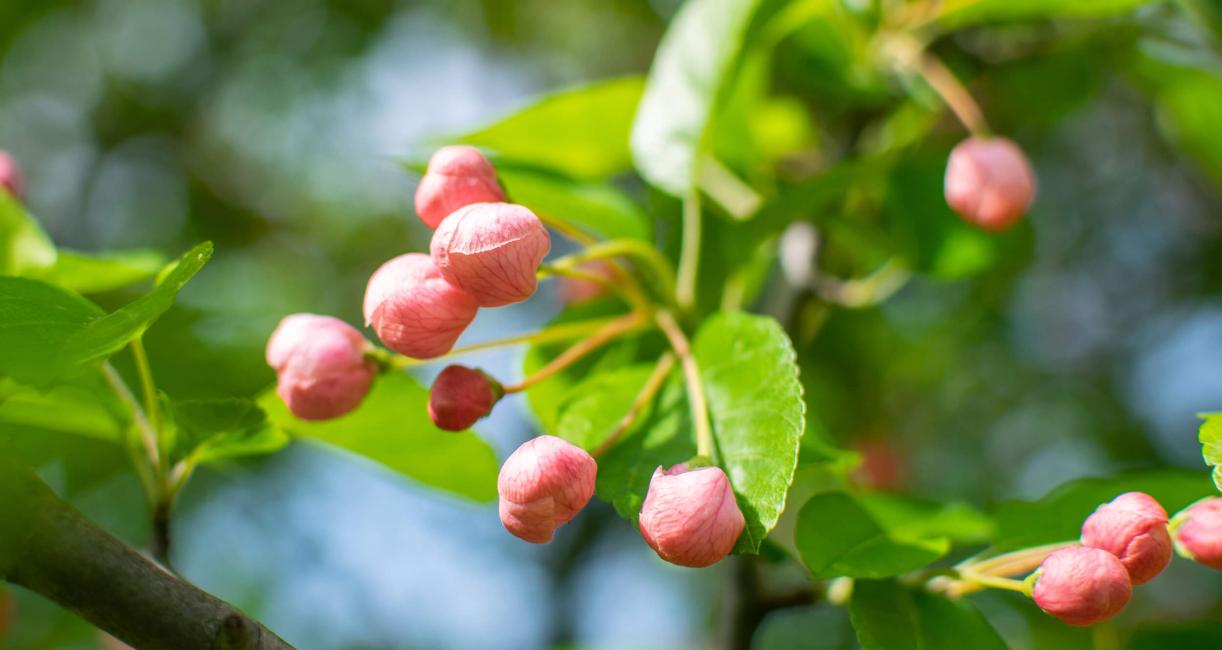 Tree bud