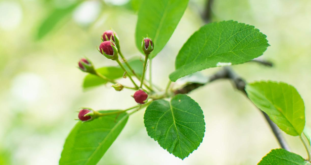 Tree bud