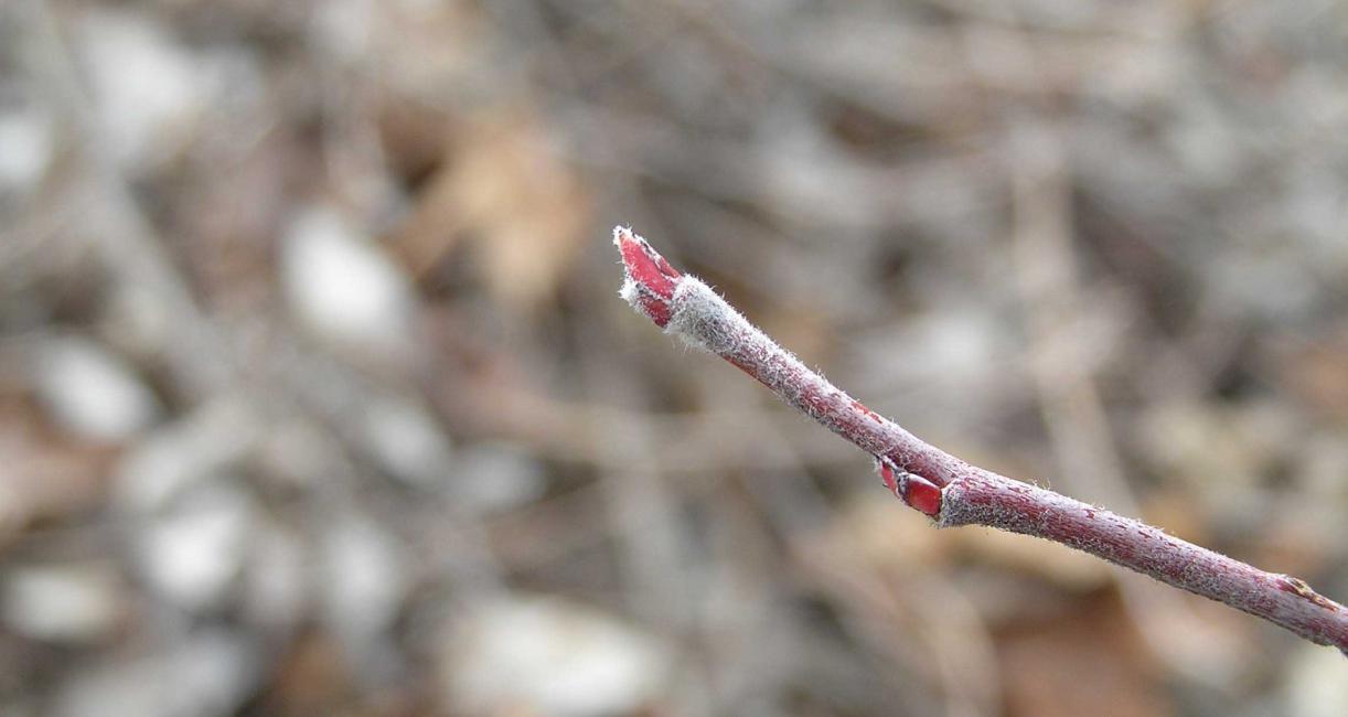 Tree bud
