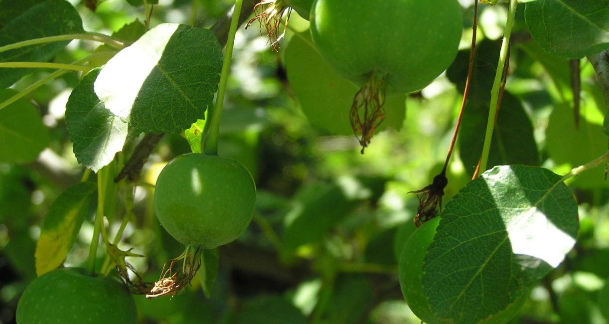 Tree fruit