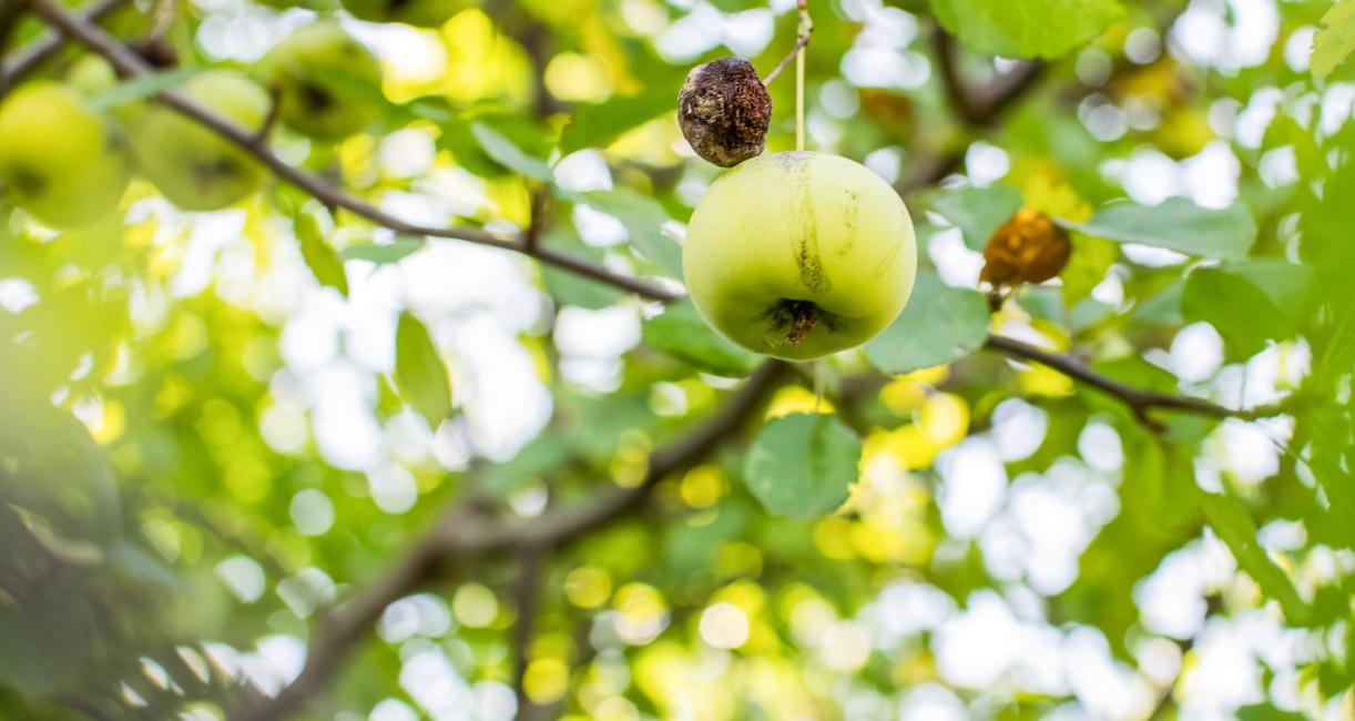 Tree fruit