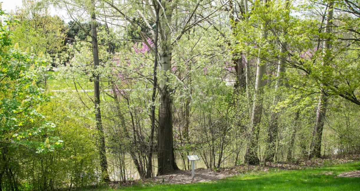 Tree habit