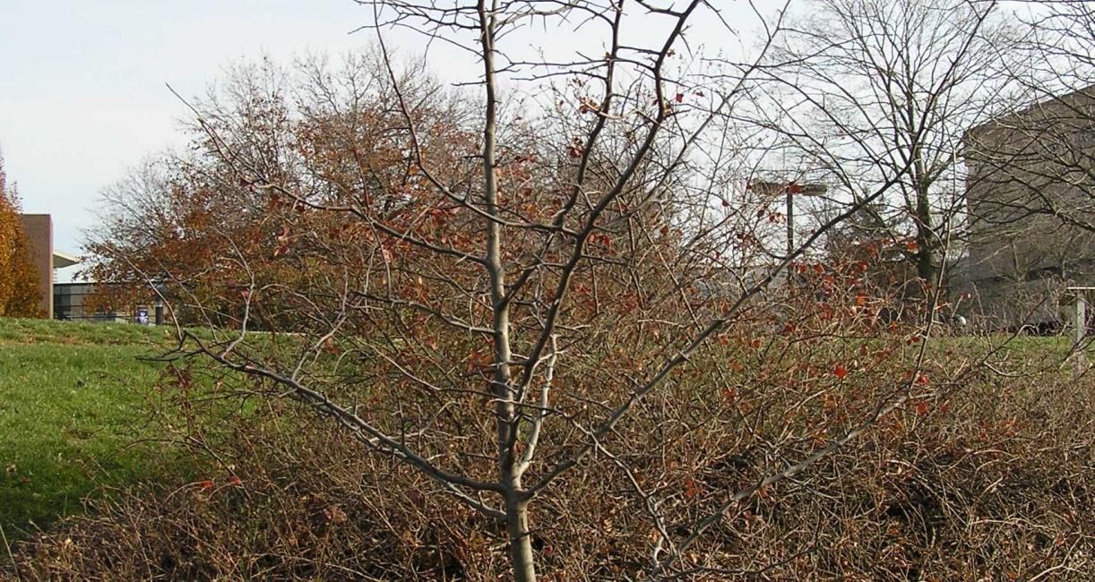 Tree habit