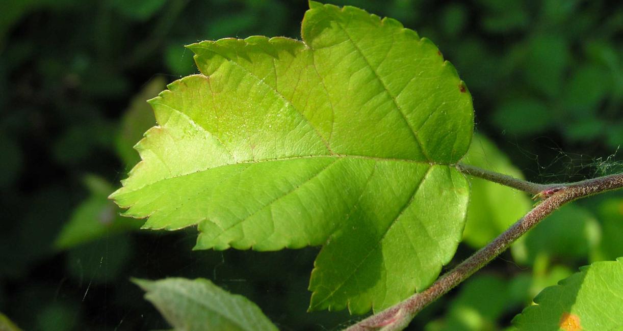 Tree leaves