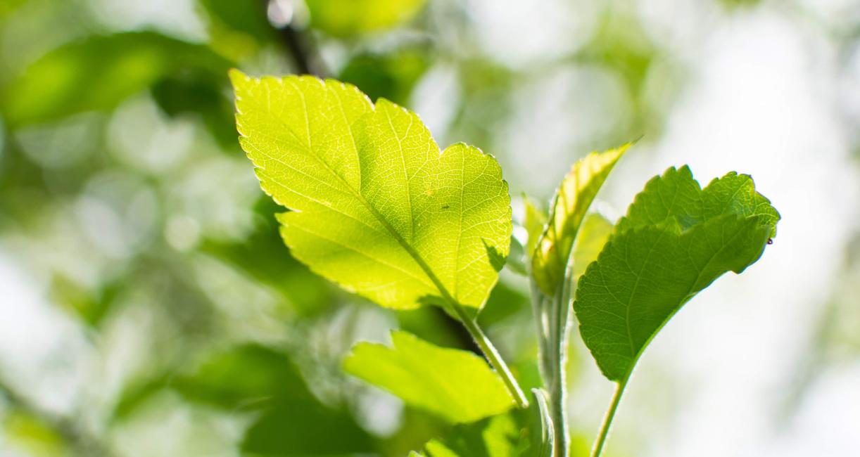Tree leaves