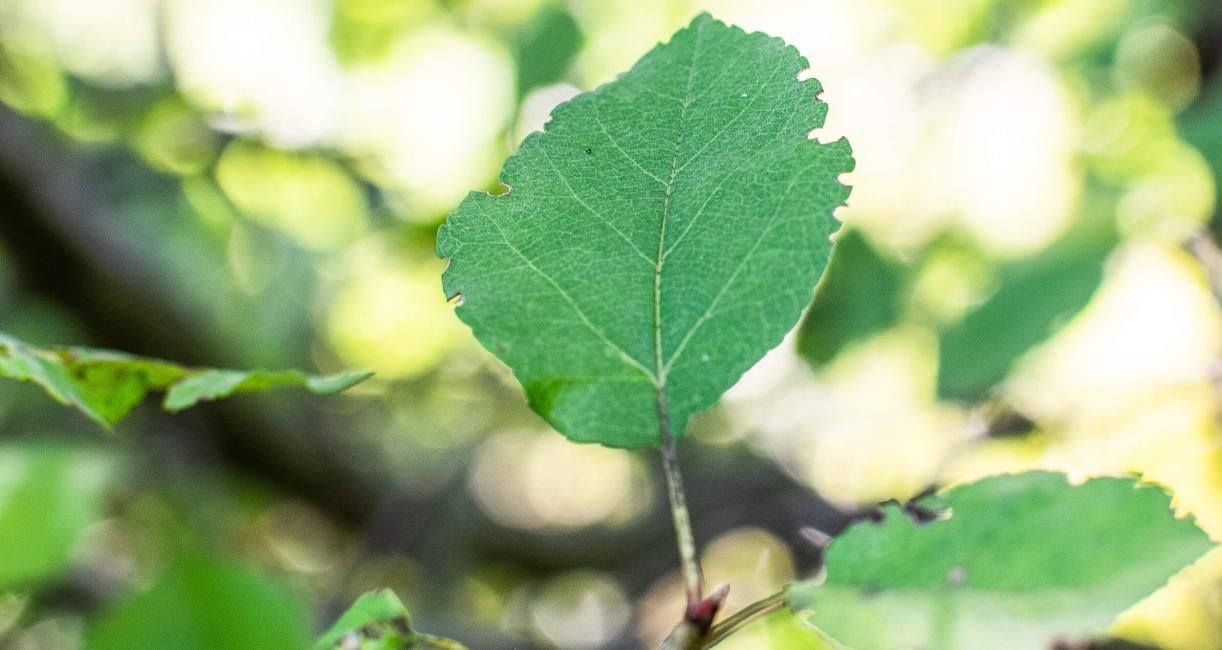 Tree leaves