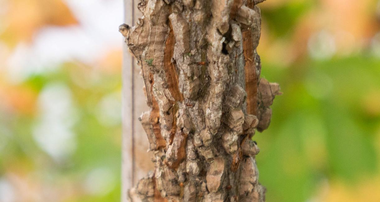 Tree bark