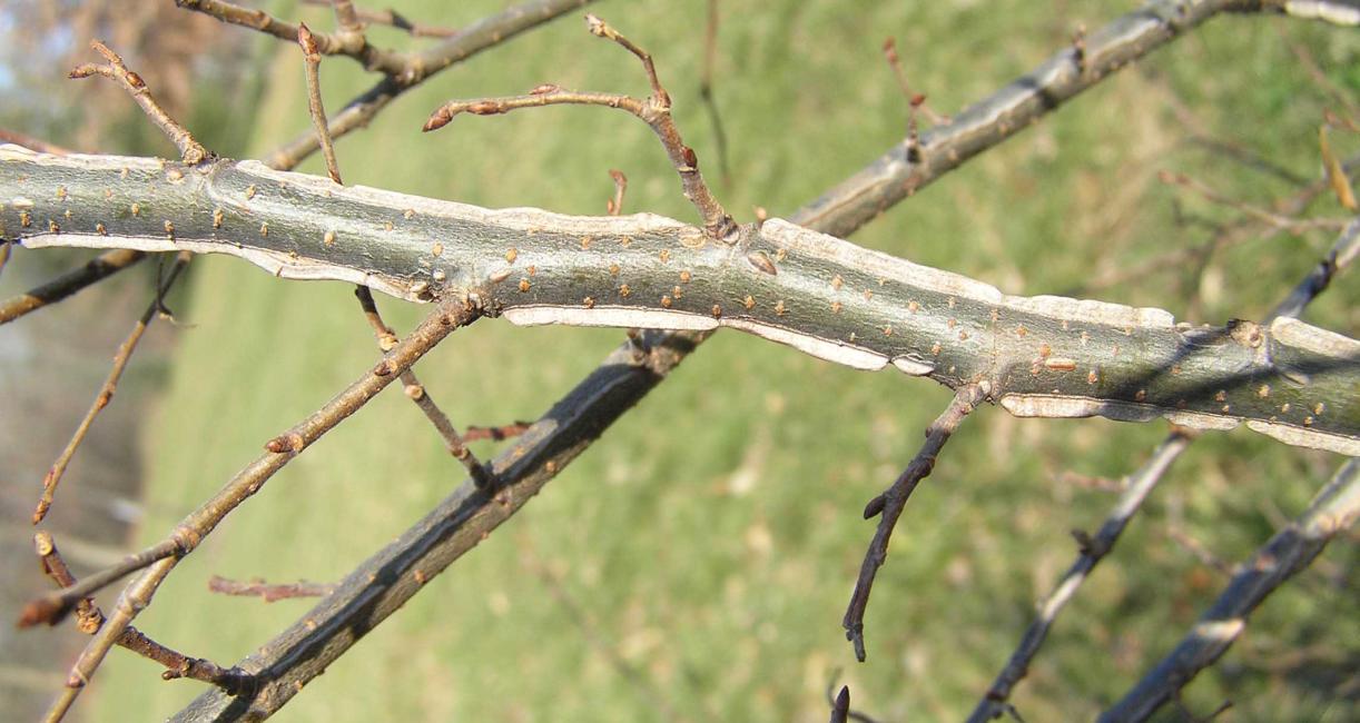 Tree branch