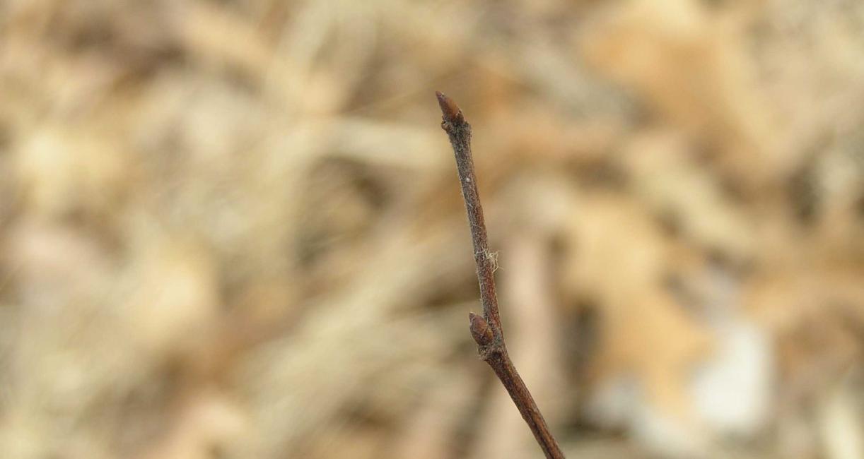 Tree bud