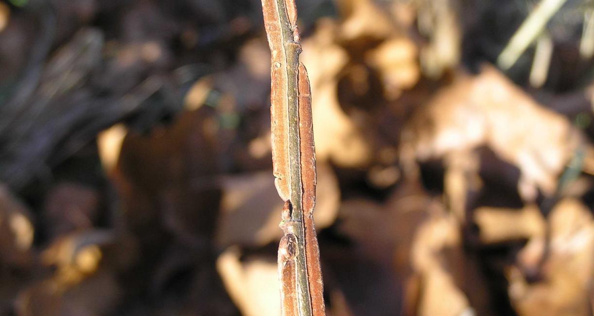 Tree bud