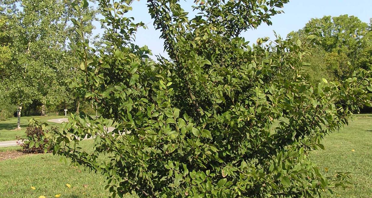 Tree habit