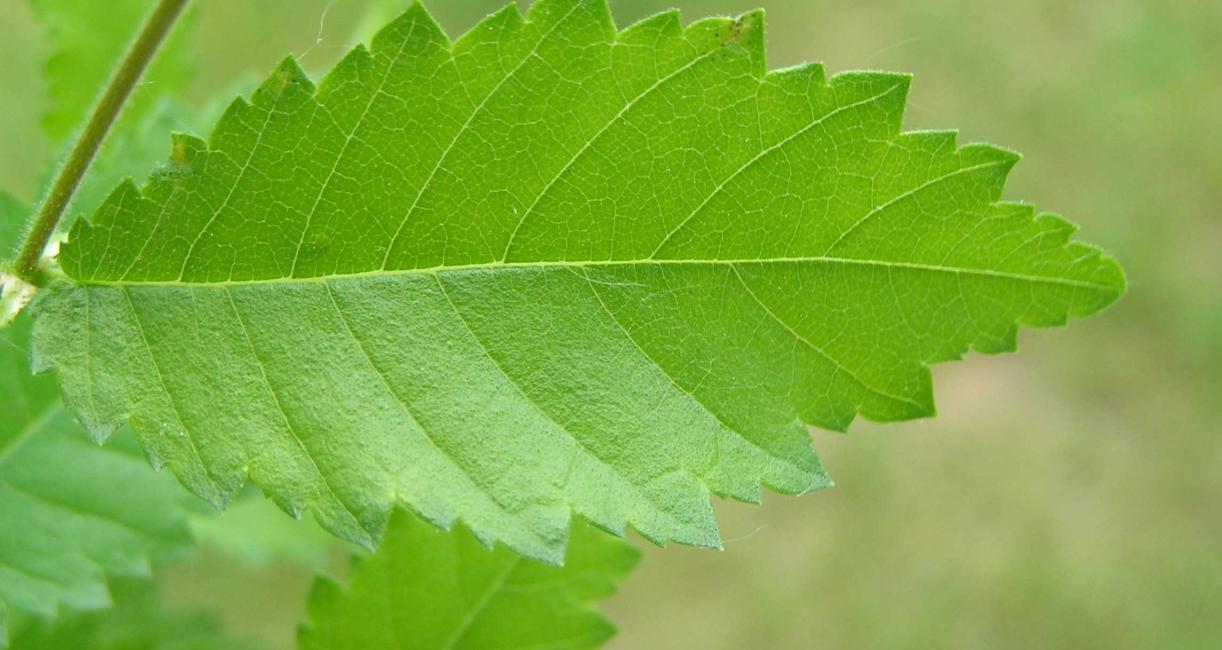 Tree leaves