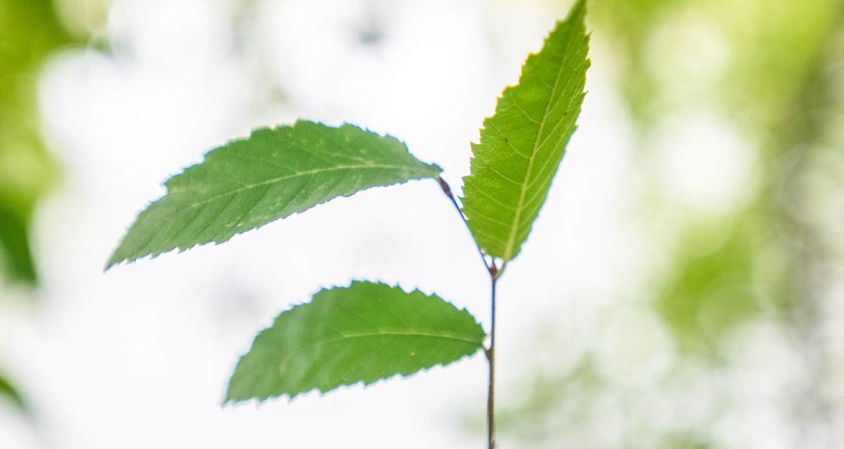 Tree leaves