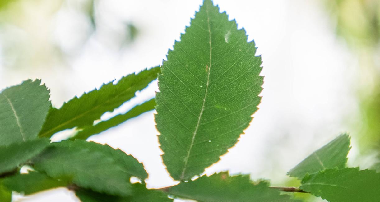 Tree leaves