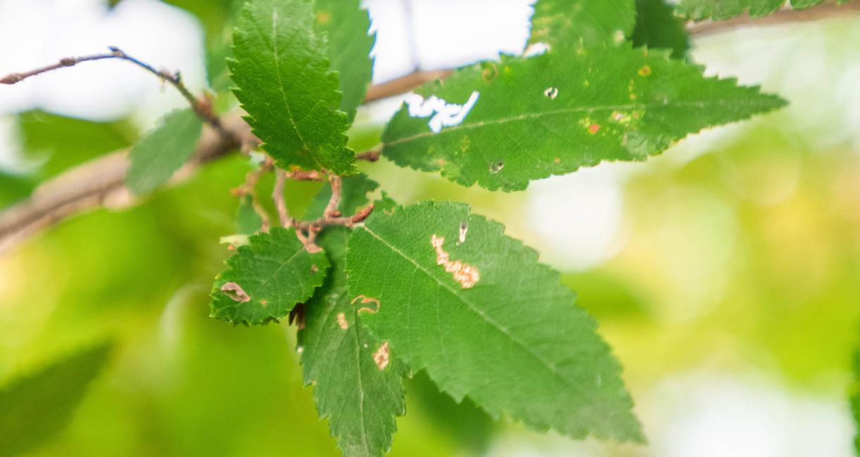 Tree leaves