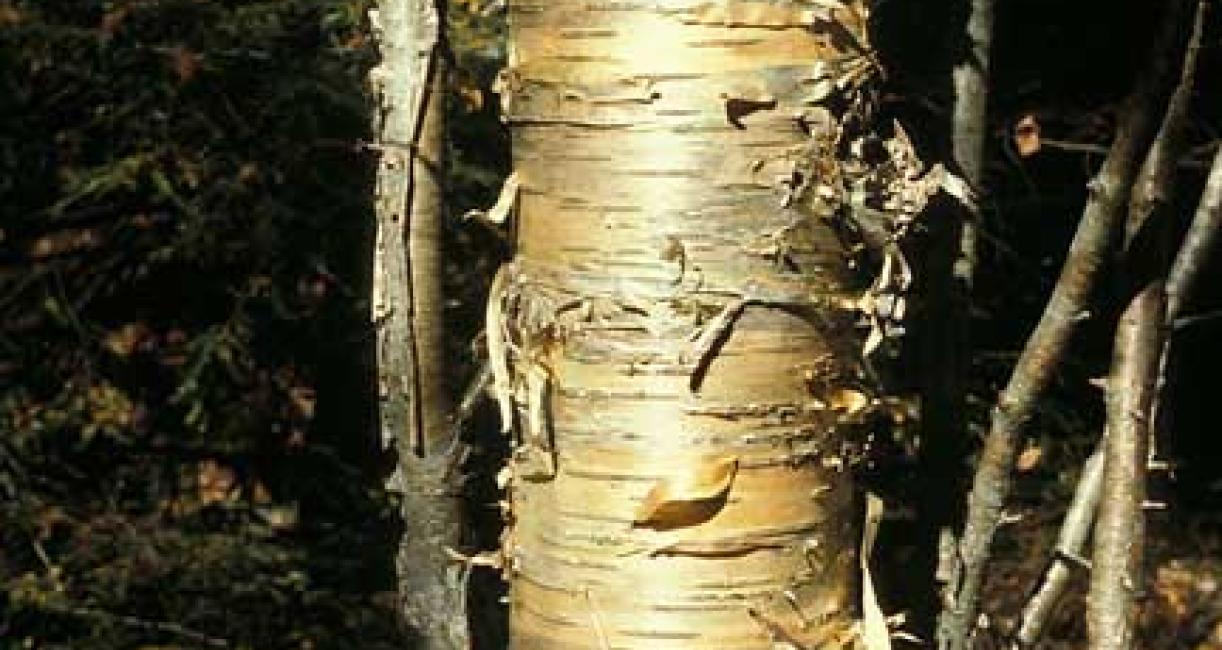 Tree bark