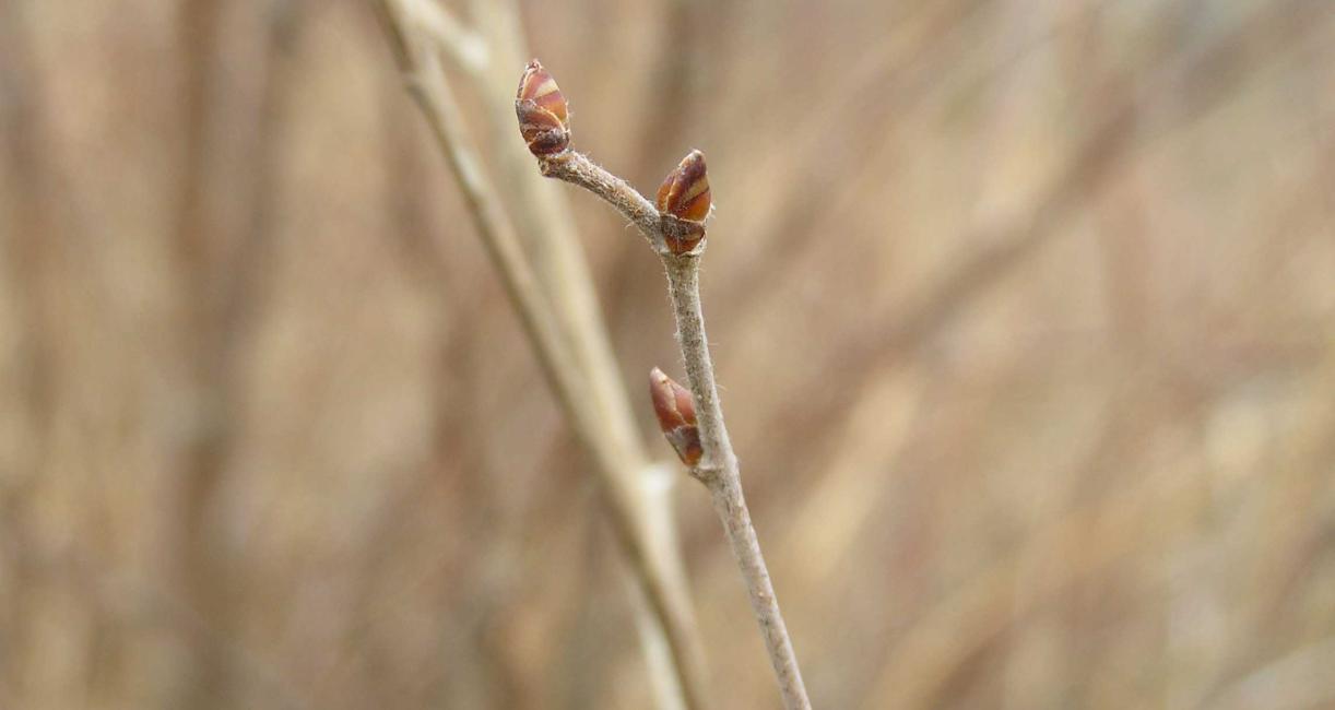 Tree bud