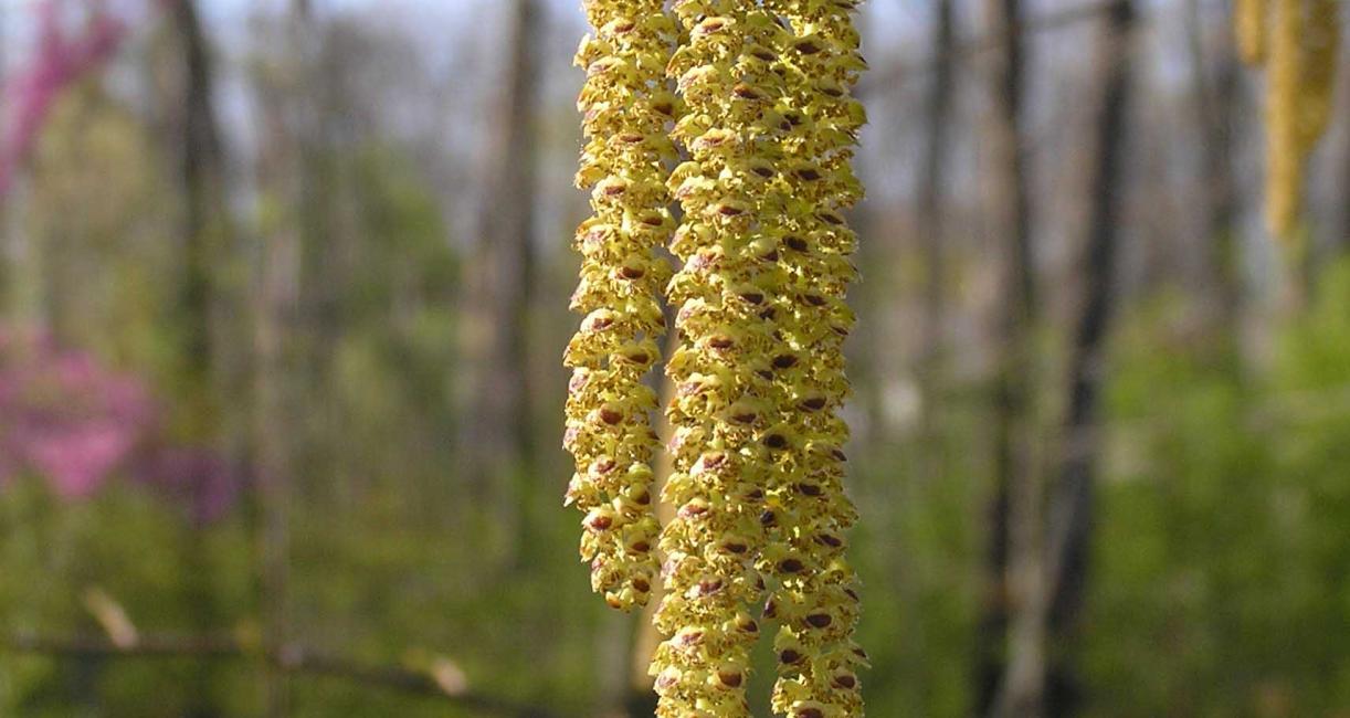 Tree flower